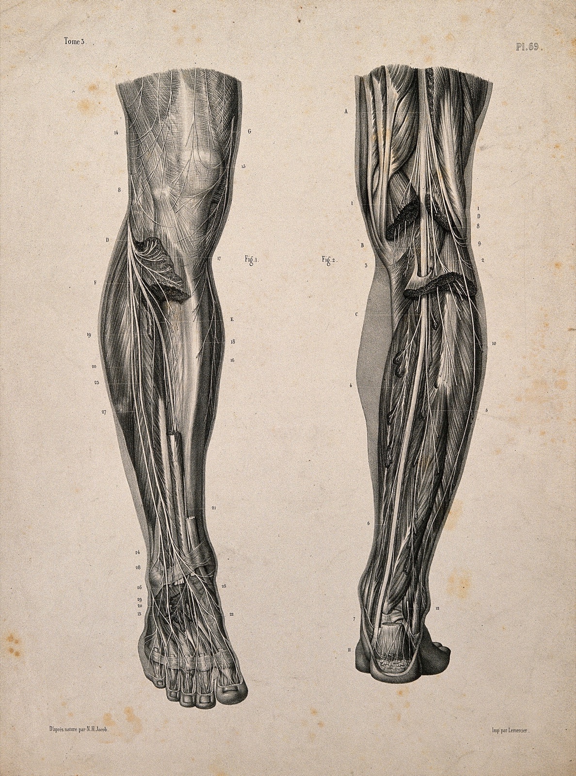 Nerves and muscles of the legs: two figures. Lithograph by N.H Jacob, 1831/1854. — Nicolas-Henri Jacob