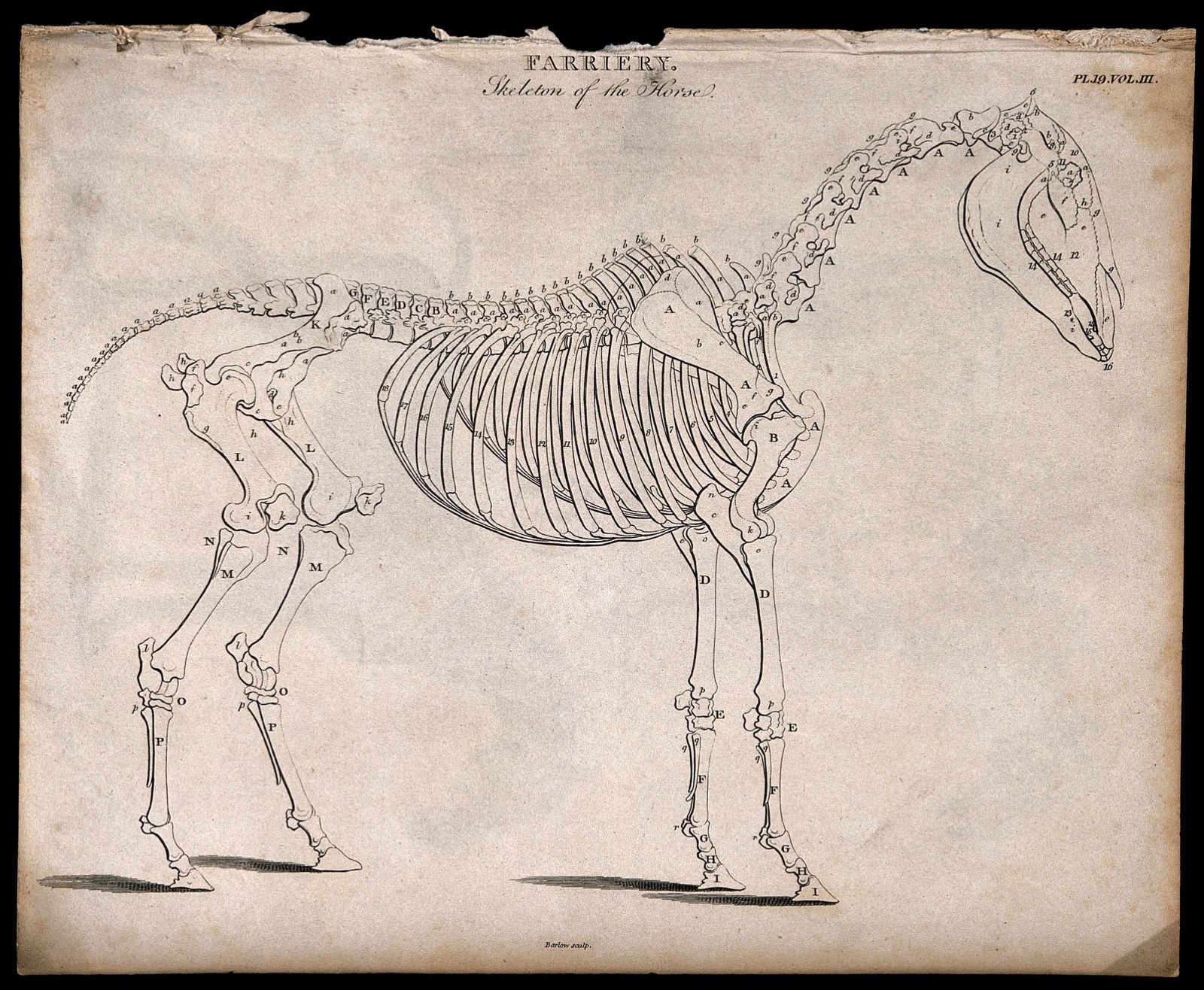 Skeleton of a horse: side view. Etching by J. Barlow, 1802. — Barlow, Inigo