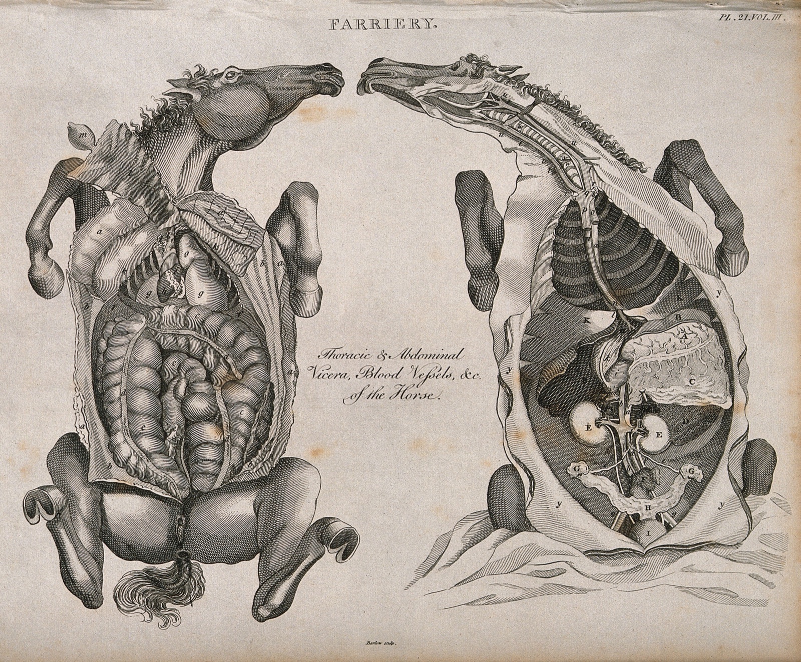 Two dissections of a horse's thorax and abdomen, seen from below, showing the internal organs and blood vessels. Etching by Barlow, 1802. — Barlow, Inigo
