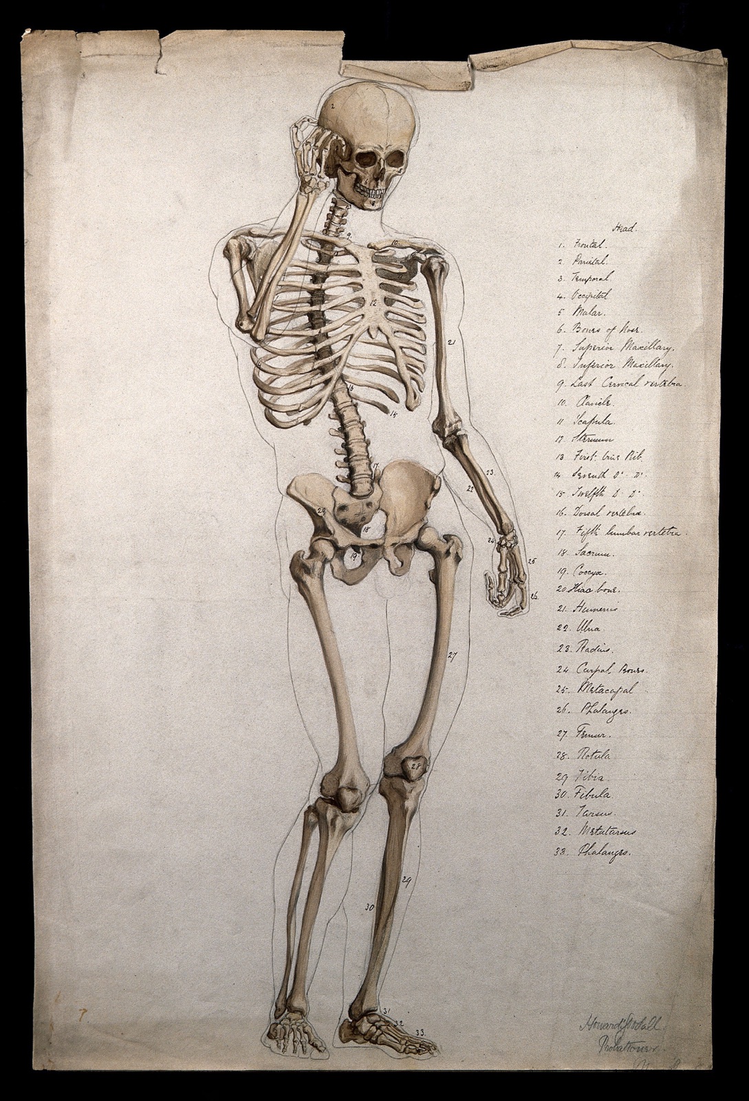 Male skeleton, front view, with right hand raised to its face. Pen and ink drawing with sepia wash, by H. Goodall, 1860/1870. — Howard Goodall