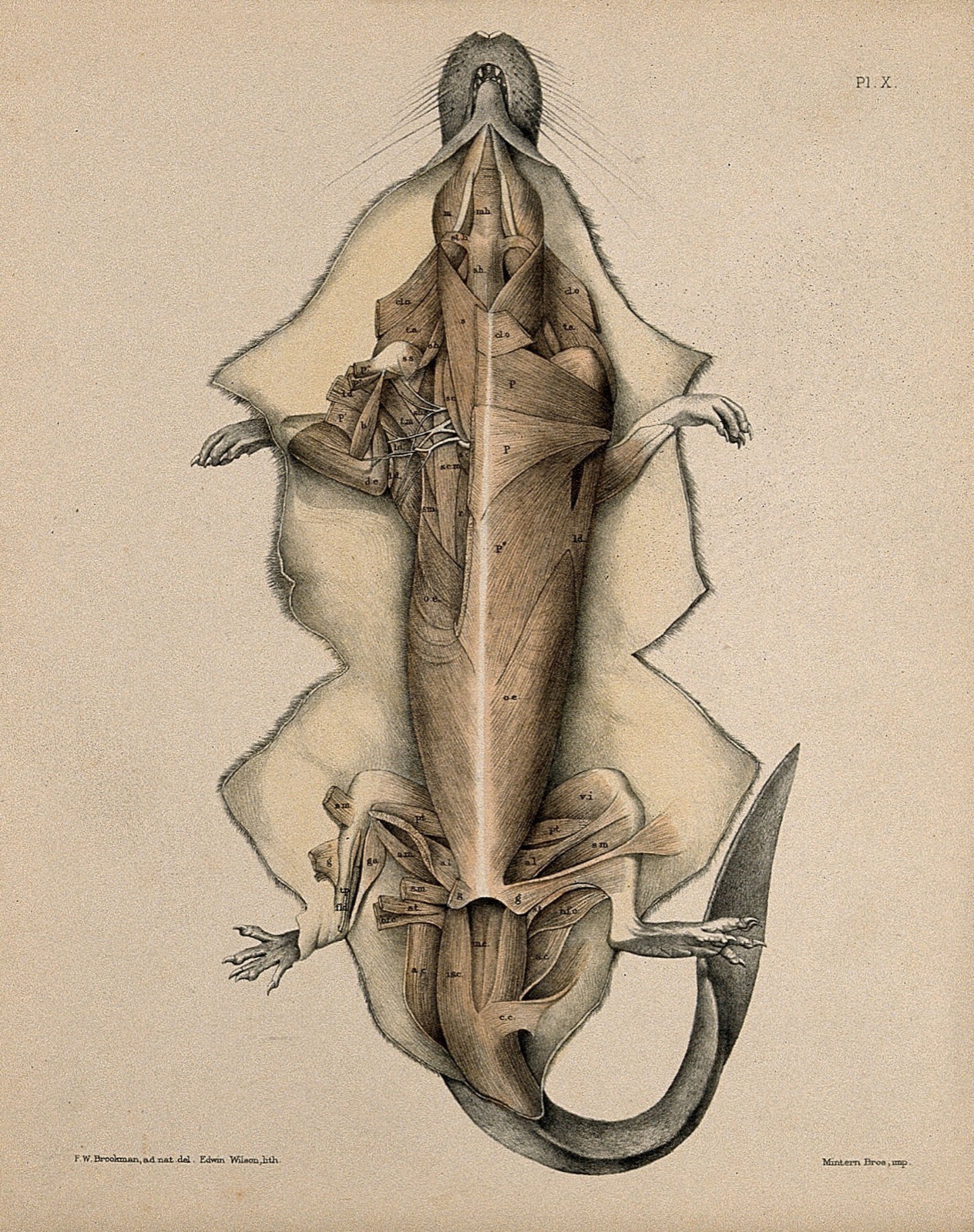 Dissection of a mole: view of the underside of the animal, showing the musculature. Lithograph by E. Wilson after F.W. Brookman, 1880/1900?. — Brookman, F. W.; Wilson, Edwin, 1855-1915.