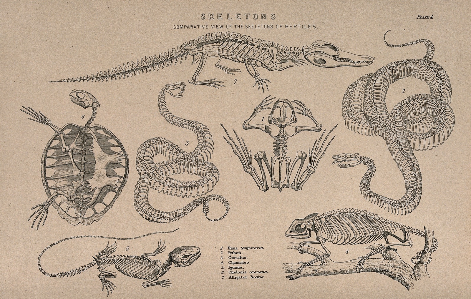 Skeletons of various reptiles: seven figures, illustrating the skeletons of an alligator, a turtle, a python, a rattlesnake, a frog, an iguana and a chameleon. Line engraving, 1830/1870?.