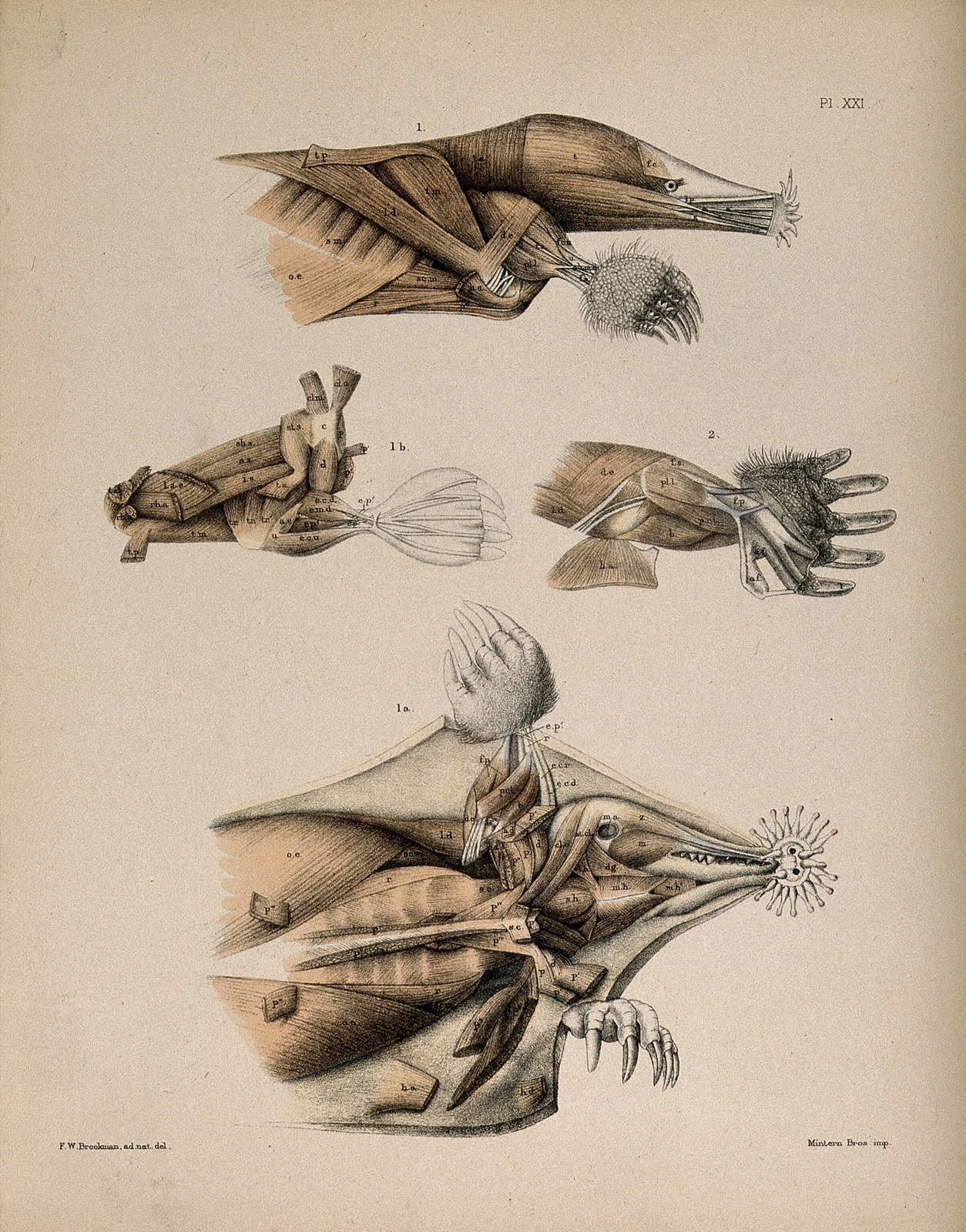 Dissections of a mole: four figures, showing the muscles of the head and limbs. Lithograph by F.W. Brookman, 1880/1900?. — Brookman, F. W.