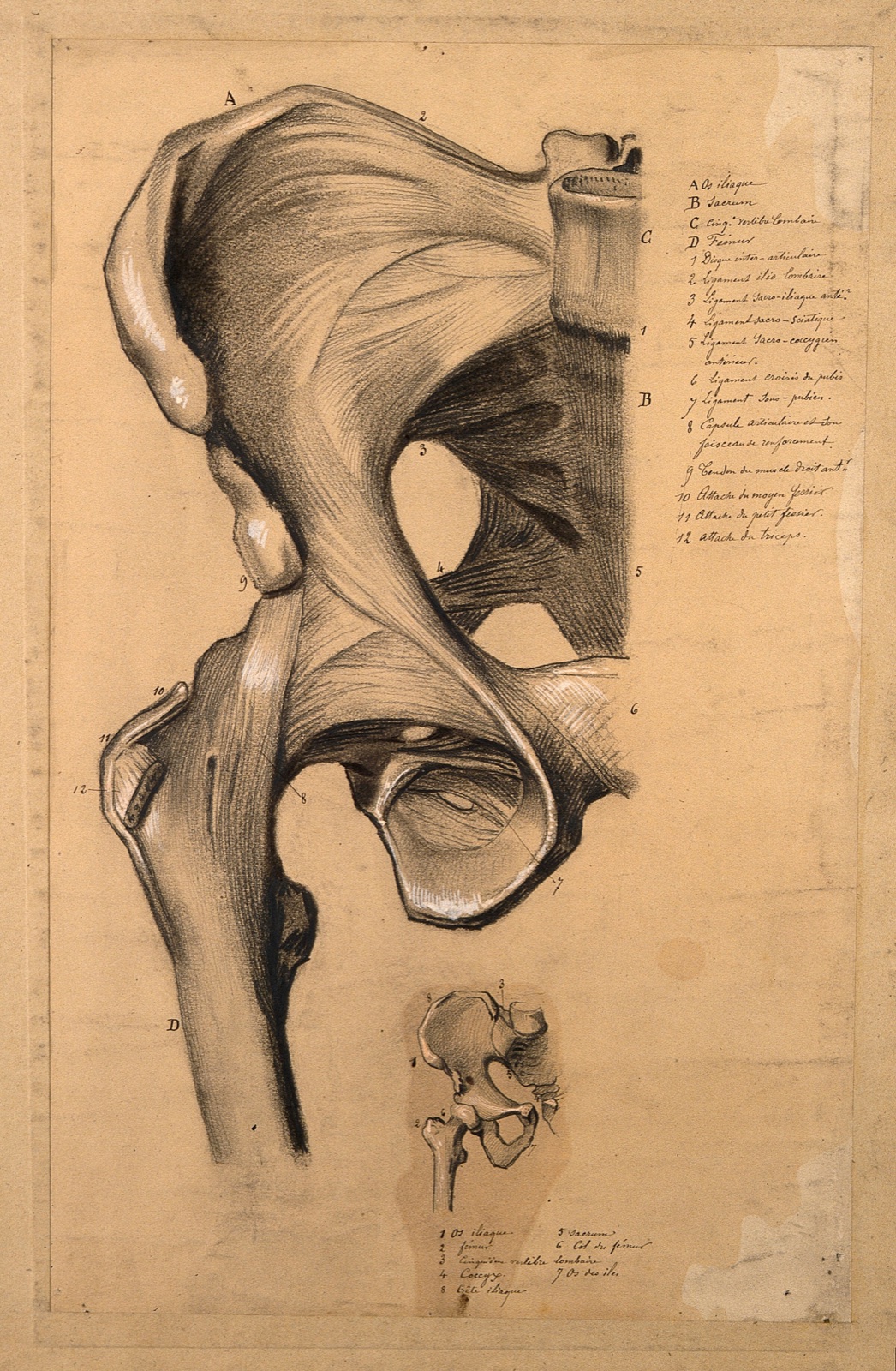 The pelvis, front view: two studies, showing the bones and ligaments of the right-hand side of the pelvis. Pencil and black chalk drawing, with bodycolour, 1840/1880?.