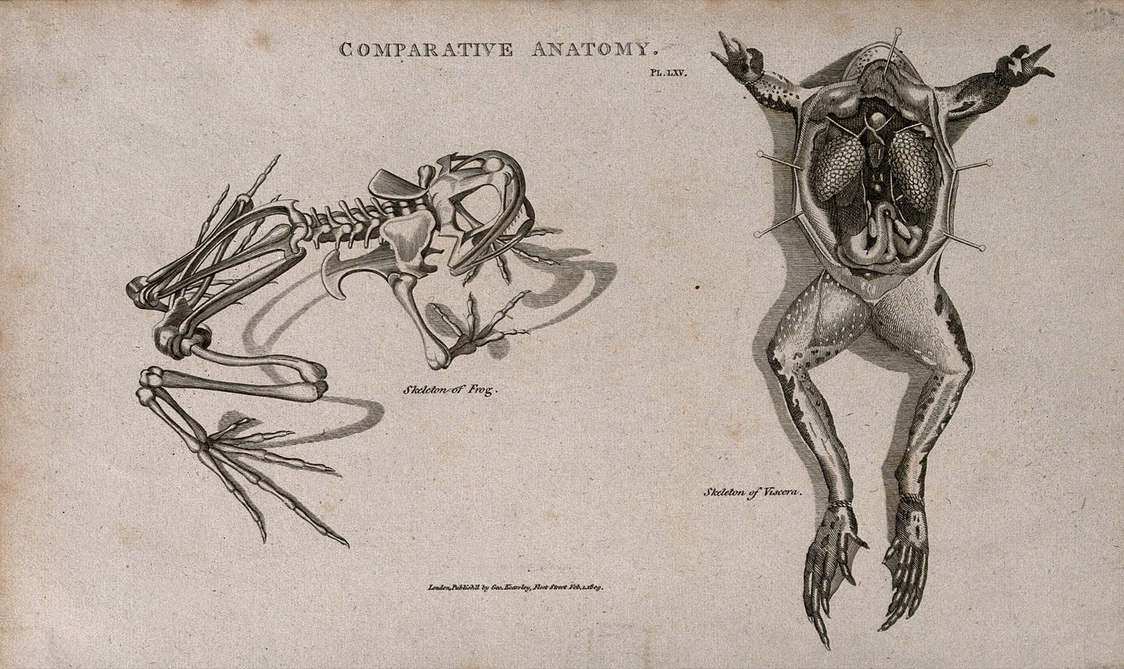 Skeleton and dissection of a frog, the latter showing the internal organs. Line engraving after a drawing by S. Edwards (?) 1809. — Sydenham Edwards