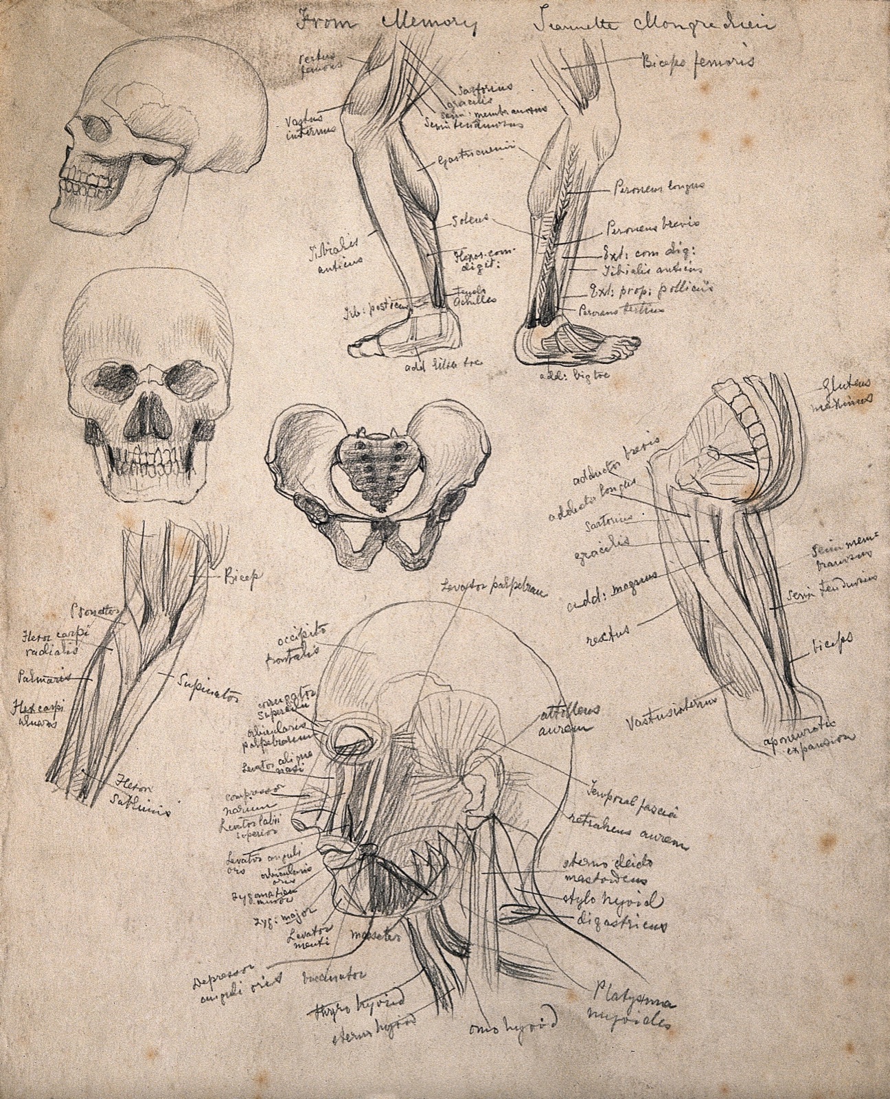Bones and muscles of the head, leg and pelvis: eight figures. Pencil drawing by J. Mongrédien, ca. 1880. — Mongrédien, Jeannette.