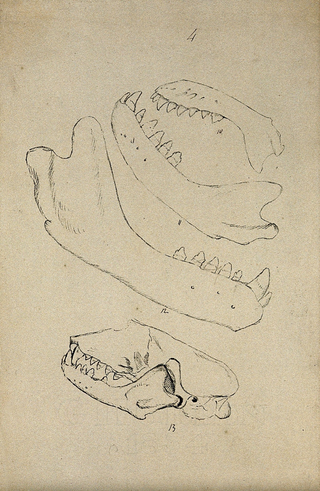 Animal skull and jaw-bones: four figures. Lithograph by R. Ball (?), 1857. — Ball, R.