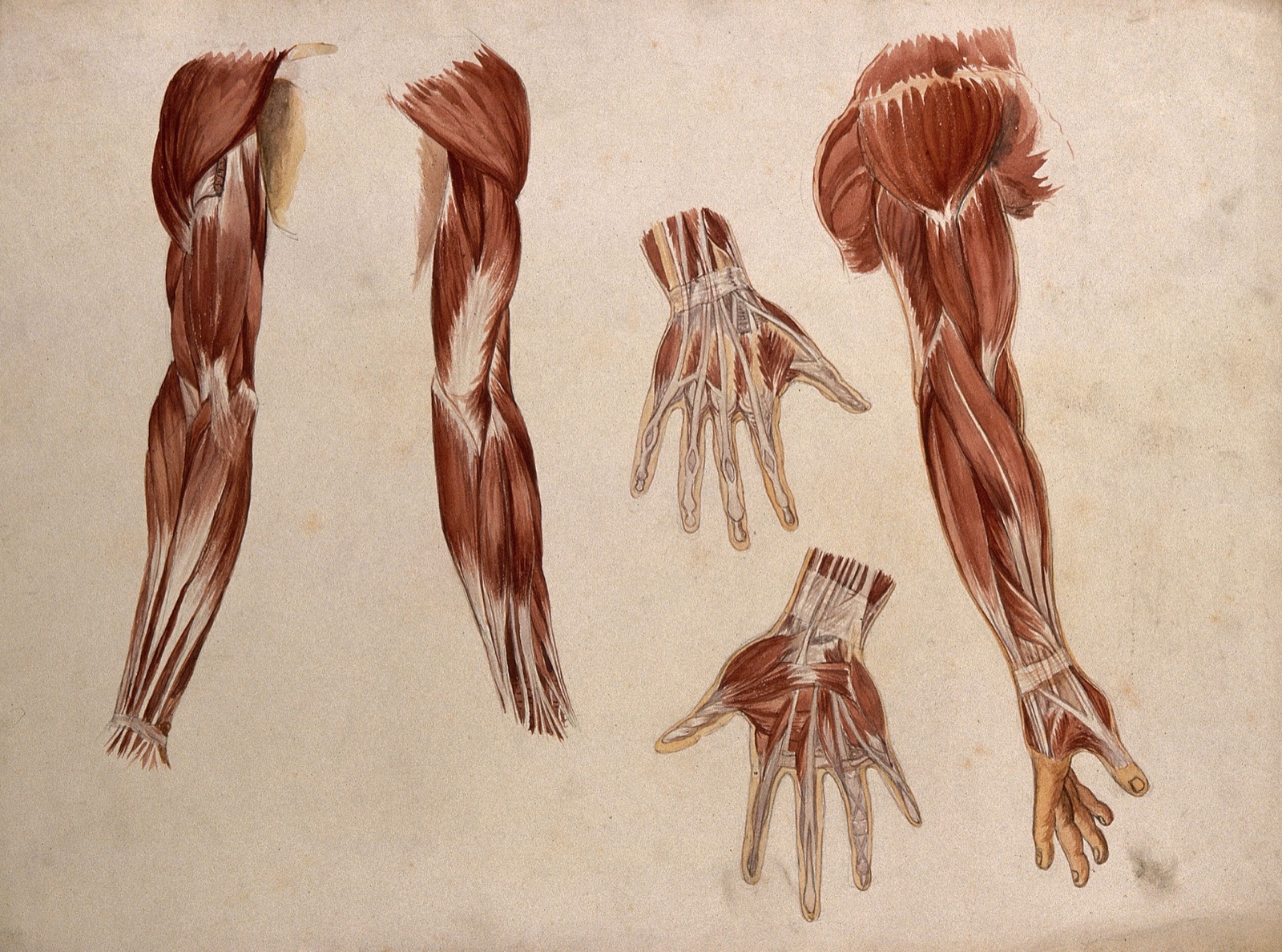 Muscles of the arm and hand: five écorché figures. Watercolour by A. Mongrédien, ca. 1880. — Mongrédien, Adêle.