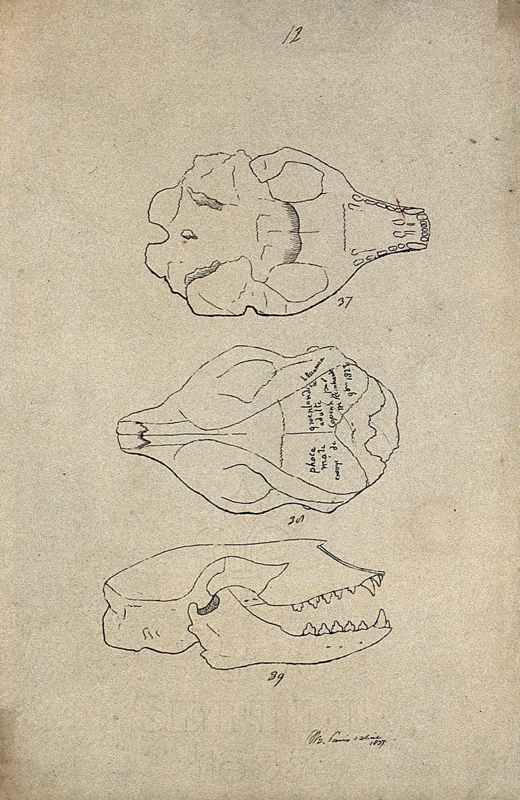 Animal skull, shown from beneath, above and from the side. Lithograph by R. Ball (?), 1857. — Ball, R.