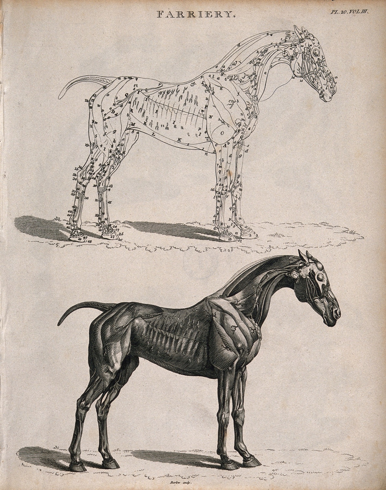 An écorché horse: two side views, below, an illustration showing the muscles, above, an outline diagram of the same. Etching by J. Barlow, 1802. — Barlow, Inigo