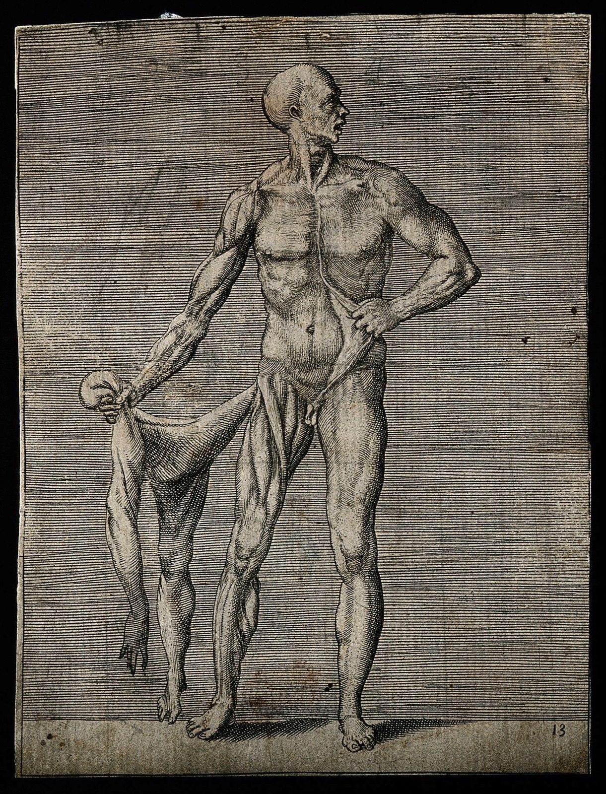 A male écorché figure, of whom only the right side of his body has been flayed. He holds the removed skin of his right side in his right hand and pulls back the skin of his left abdomen with his left hand. Engraving by G. Bonasone, 155-. — Giulio Bonasone