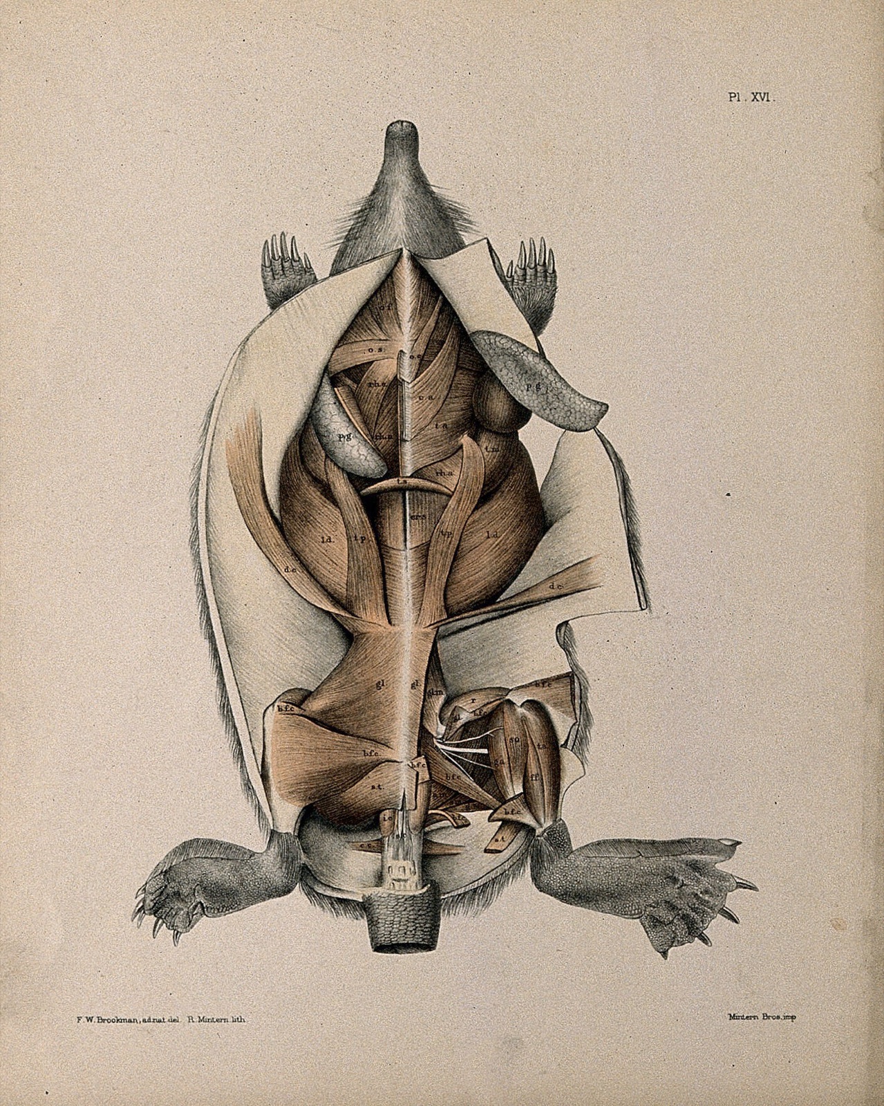 Dissection of a mole: view of the underside of the animal, showing the musculature. Lithograph by R. Mintern after F.W. Brookman, 1880/1900?. — Brookman, F. W.; Mintern, R., active 1879-1889.