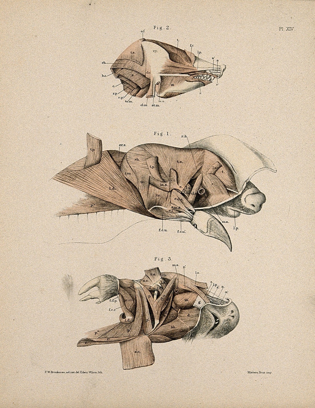 Dissections of the head of a mole: three figures, showing the musculature of the animal's head and neck. Lithograph by E. Wilson and F.W. Brookman, 1880/1900?. — Brookman, F. W.; Wilson, Edwin, 1855-1915.