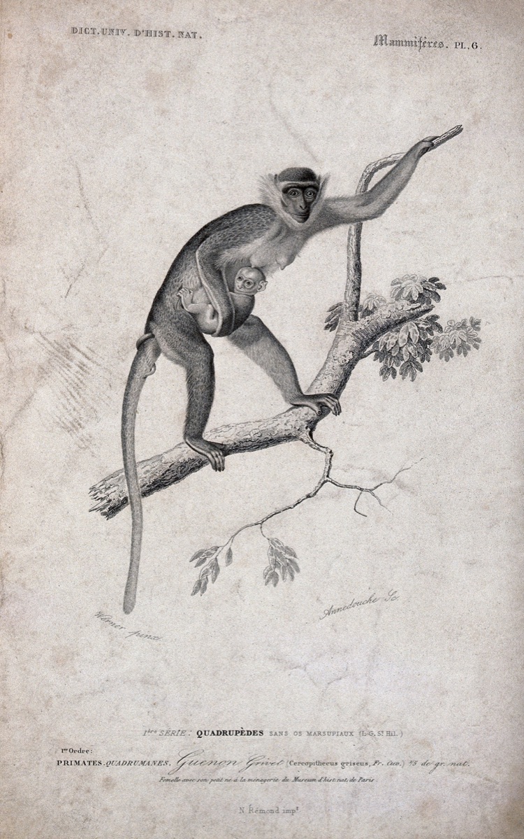 A guenon (cercopithecus) climbing a tree holding its young close to her body. Etching by C. Annedouche after J.C. Werner. — Jean Charles Werner; Annedouche, Christophe, 1803-1866.