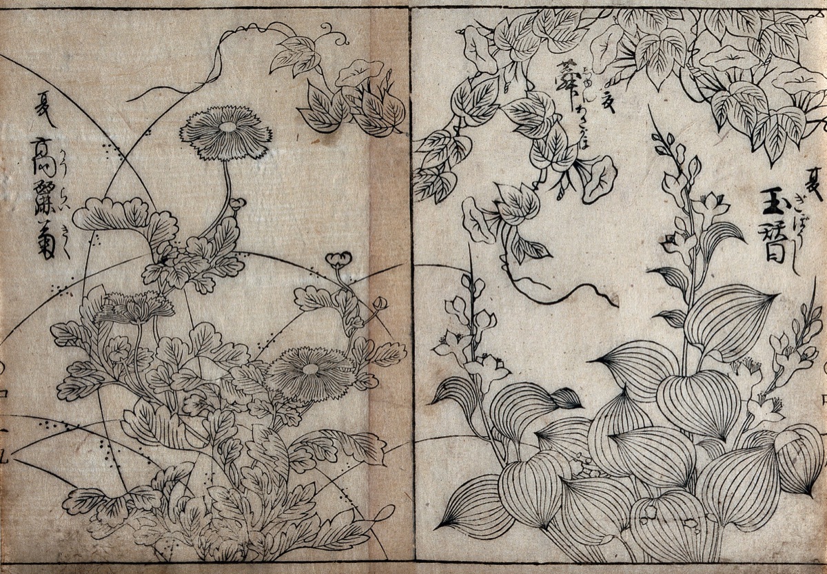 Flowers. Woodcut, 18--.