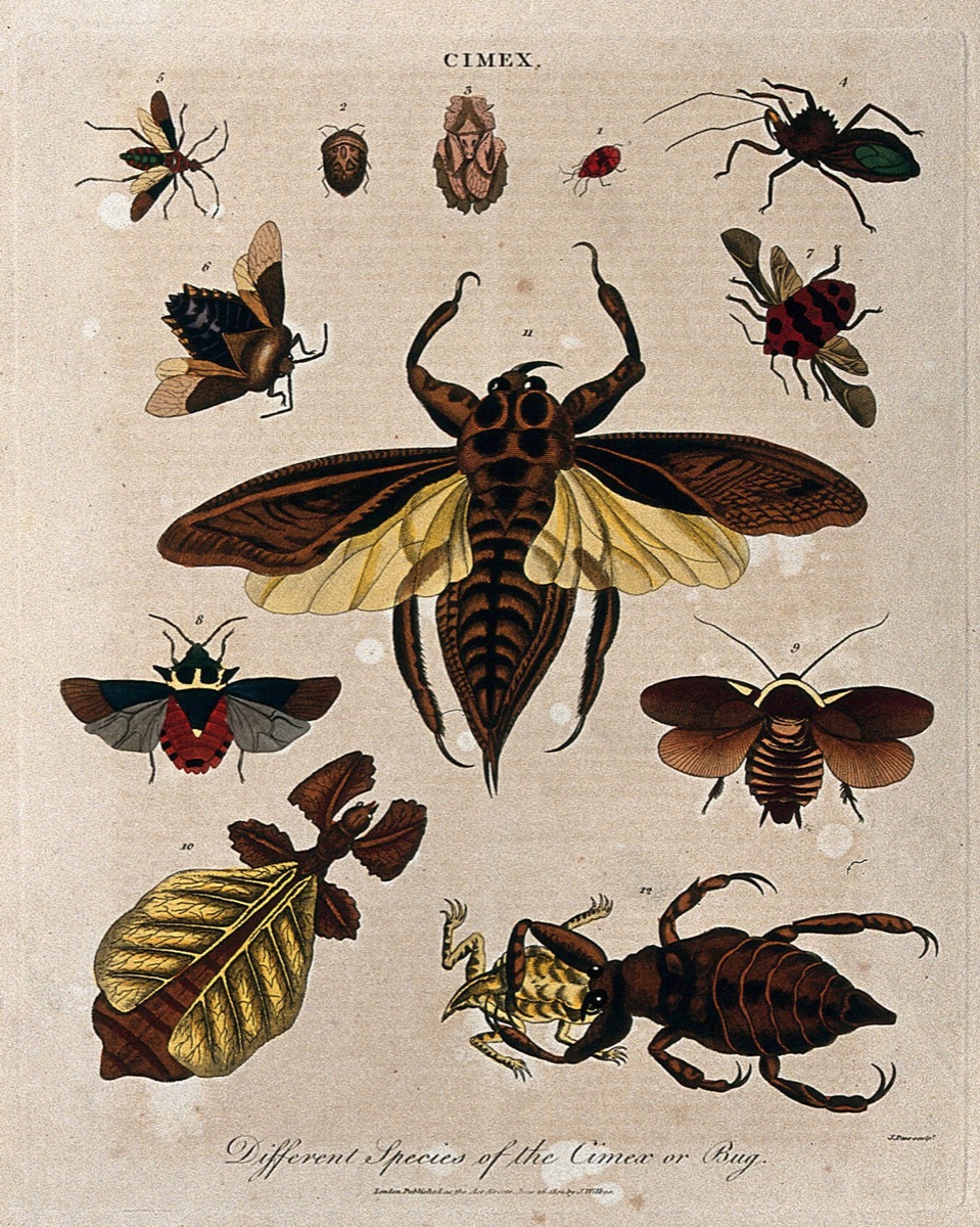 Different species of cimex, including the bedbug (fig. 1). Coloured etching by J. Pass, 1801. — Pass, J.