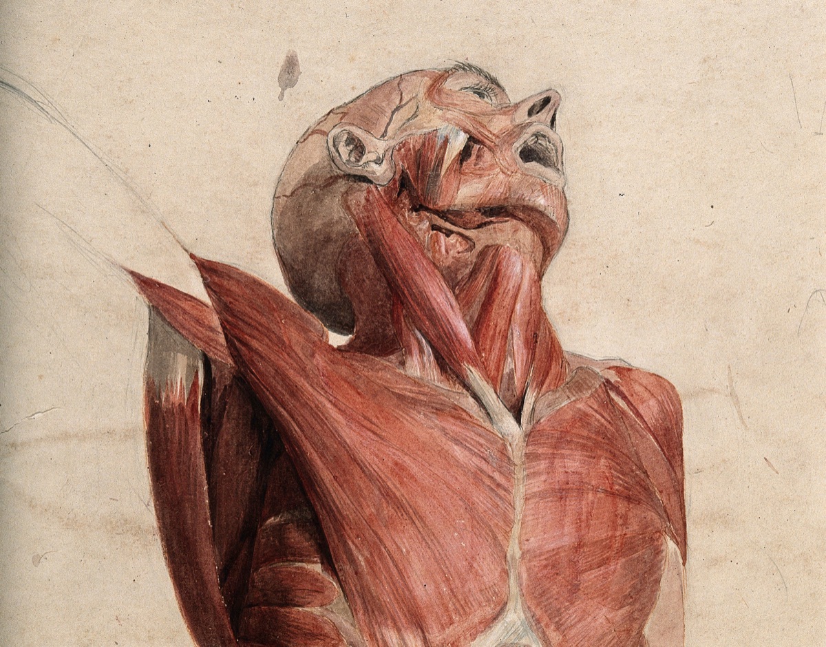Head, neck and chest of écorché, lying supine, with eyes and mouth open. Watercolour, 18--(?).