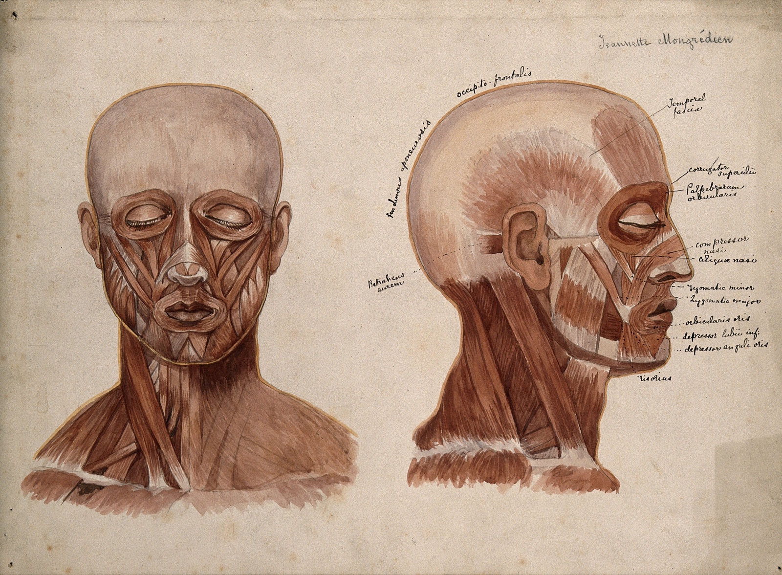 Muscles of the head and neck: two écorché figures. Watercolour by J. Mongrédien, ca. 1880. — Mongrédien, Jeannette.