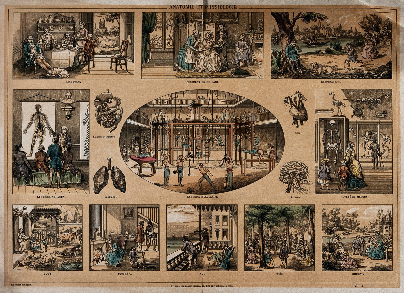 Ten demonstrations of digestion, blood circulation, breathing, bone structure, smell, hearing, sight, touch, taste, the nervous system, and muscle structure. Coloured lithograph by C. Bethmont, ca. 1860 (?). — Bethmont, C.