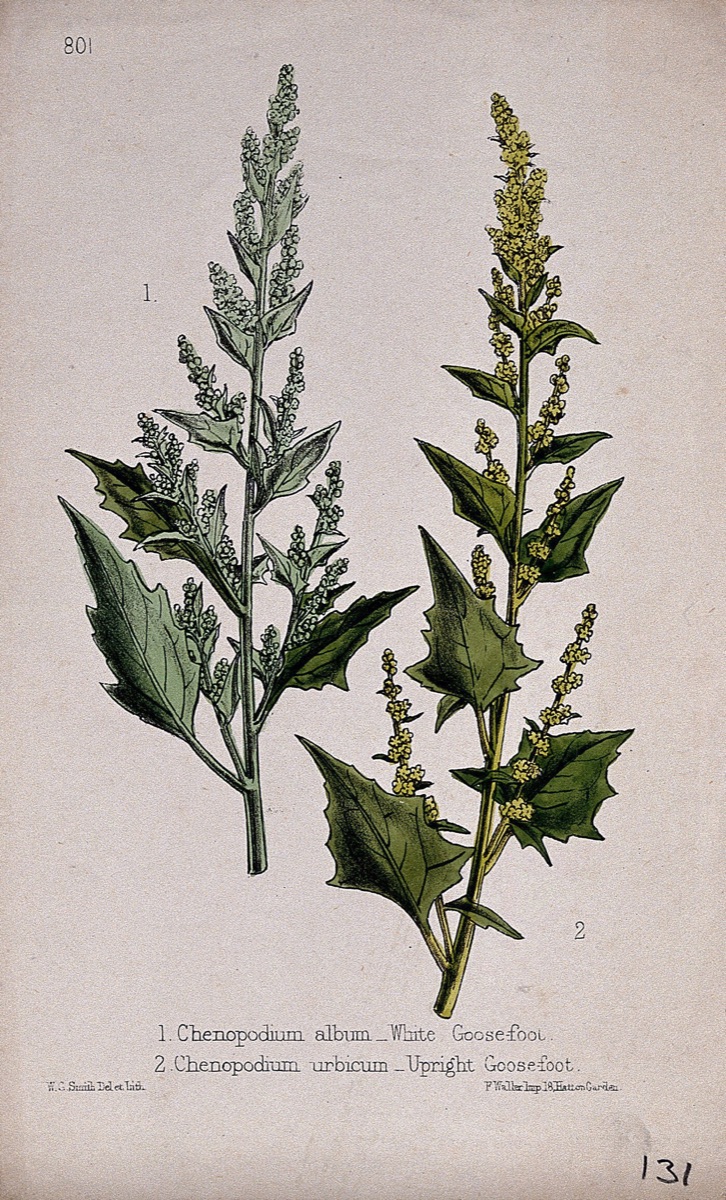 Two species of goosefoot plant (Chenopodium species): flowering stems. Coloured lithograph by W. G. Smith, c. 1863, after himself. — Worthington George Smith
