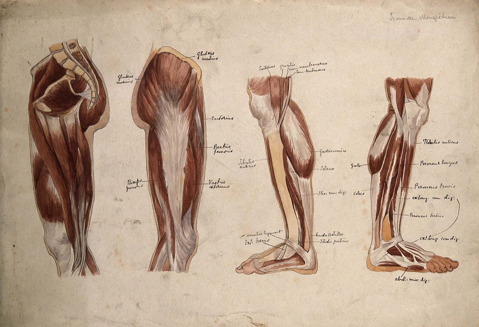 Muscles of the leg and foot: four écorché figures. Watercolour by J. Mongrédien, ca. 1880. — Mongrédien, Jeannette.