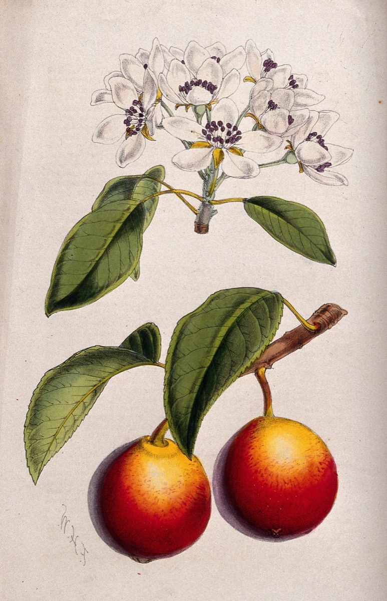 A pear plant (Pyrus communis): flowering and fruiting stems. Coloured zincograph by C. Chabot, c. 1876, after W. Fitch. — Walter Hood Fitch