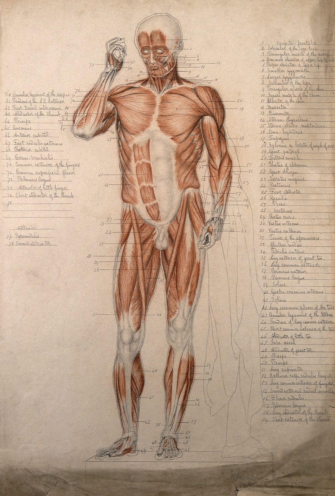 Male écorché, front view, with right hand raised to its face. Pencil and red chalk drawing, by F. T. Goodall, 1865. — Goodall, Frederick Trevelyan.