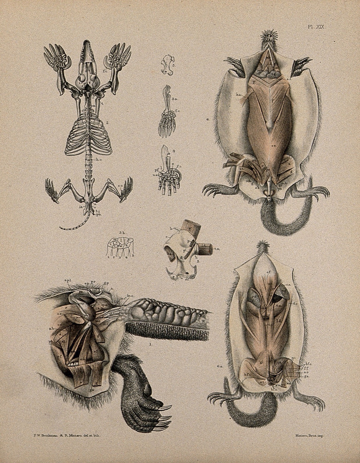 Dissections of a mole: nine figures, showing the skeleton and musculature of the underside of the animal. Lithograph by R. Mintern after F.W. Brookman, 1880/1900?. — Brookman, F. W.; Mintern, R., active 1879-1889.
