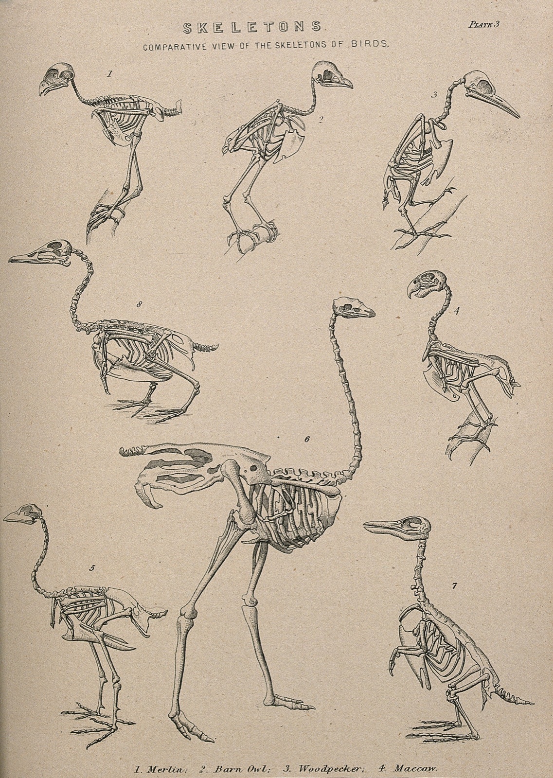 Skeletons of eight species of bird including a pigeon hawk (merlin), a barn owl, a woodpecker, a maccaw and an ostrich (?) Line engraving, 1830/1870?.