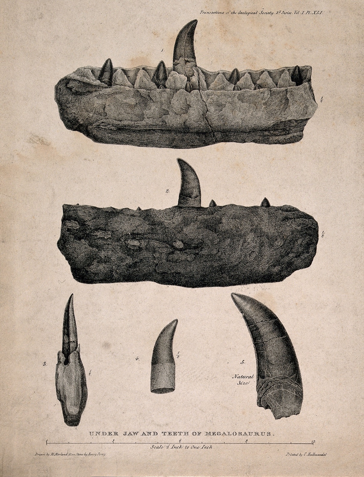 Megalosaurus teeth and lower jaw. Lithograph, ca. 1822. — Parker, C. W.