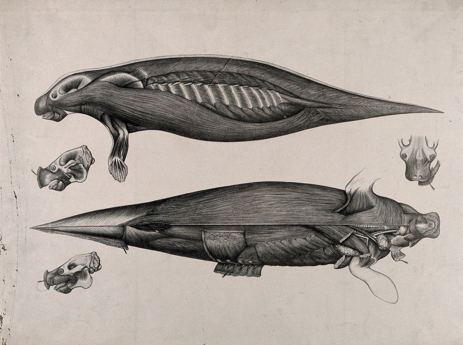 An écorché seal (or manatee?): five figures showing the musculature of the body, with details of the muscles of the face. Lithograph by C. Berjeau, 1872. — Berjeau, C. J.