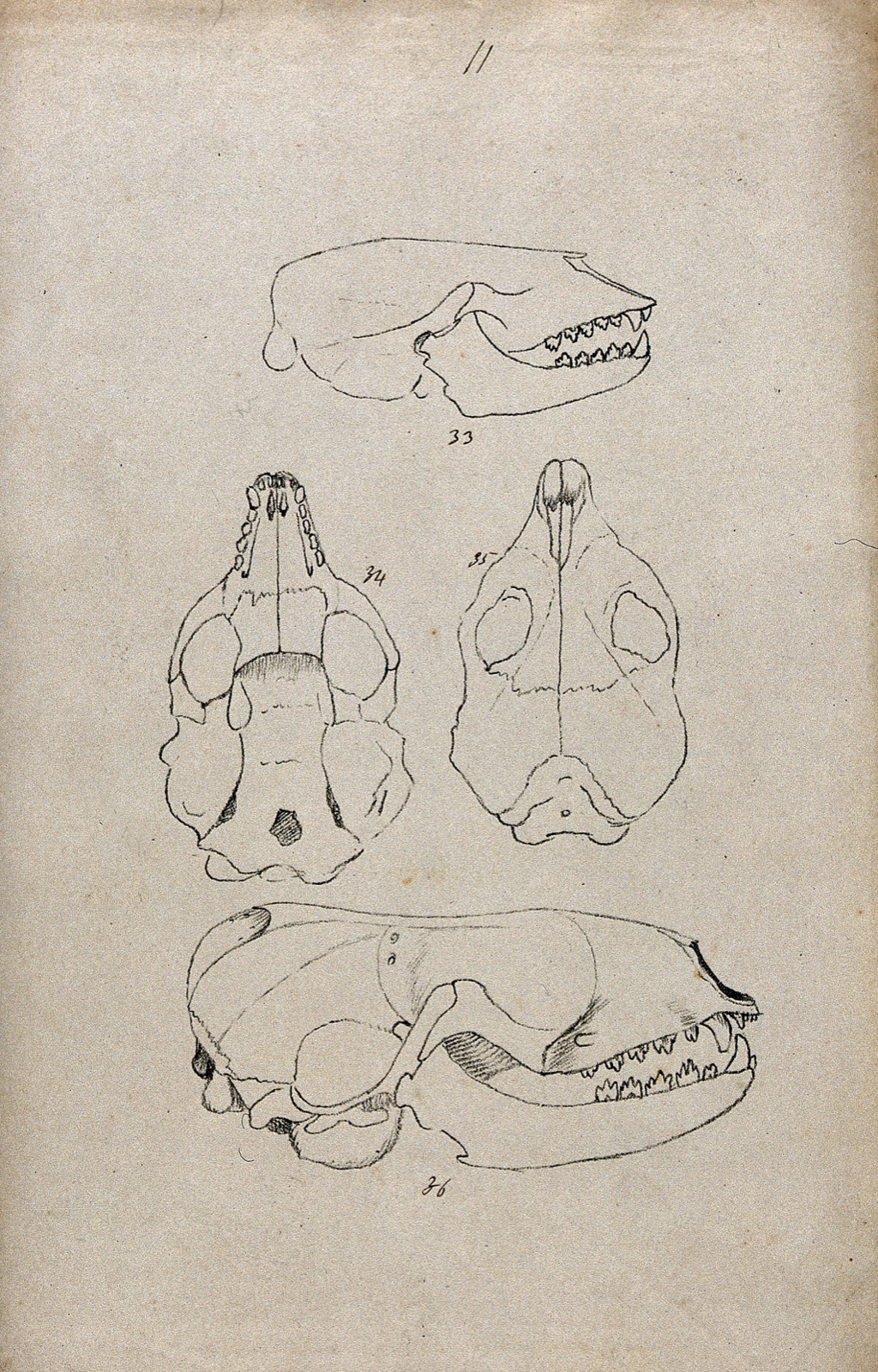Animal skull, shown from beneath, above and from the side: four figures. Lithograph by R. Ball (?), 1857. — Ball, R.