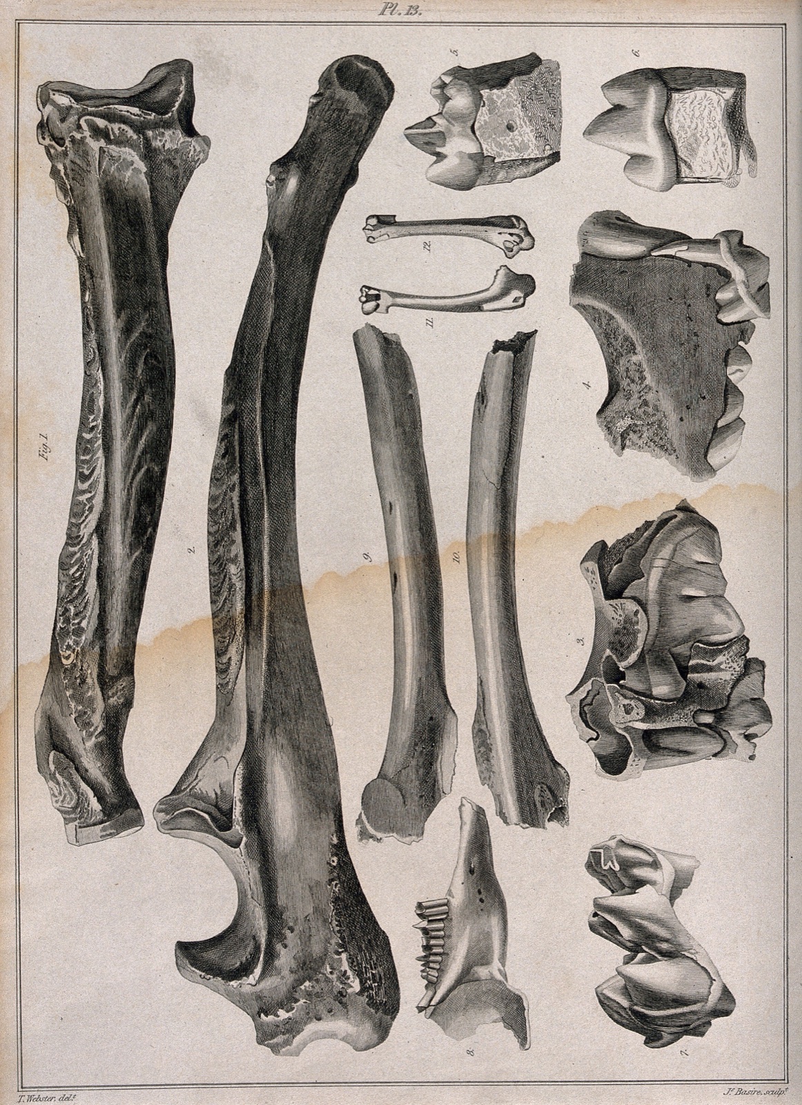 Fossilised dinosaur bones (?). Engraving with etching by J. Basire after T. Webster, 1810/1830?. — Thomas Webster; Basire, J.