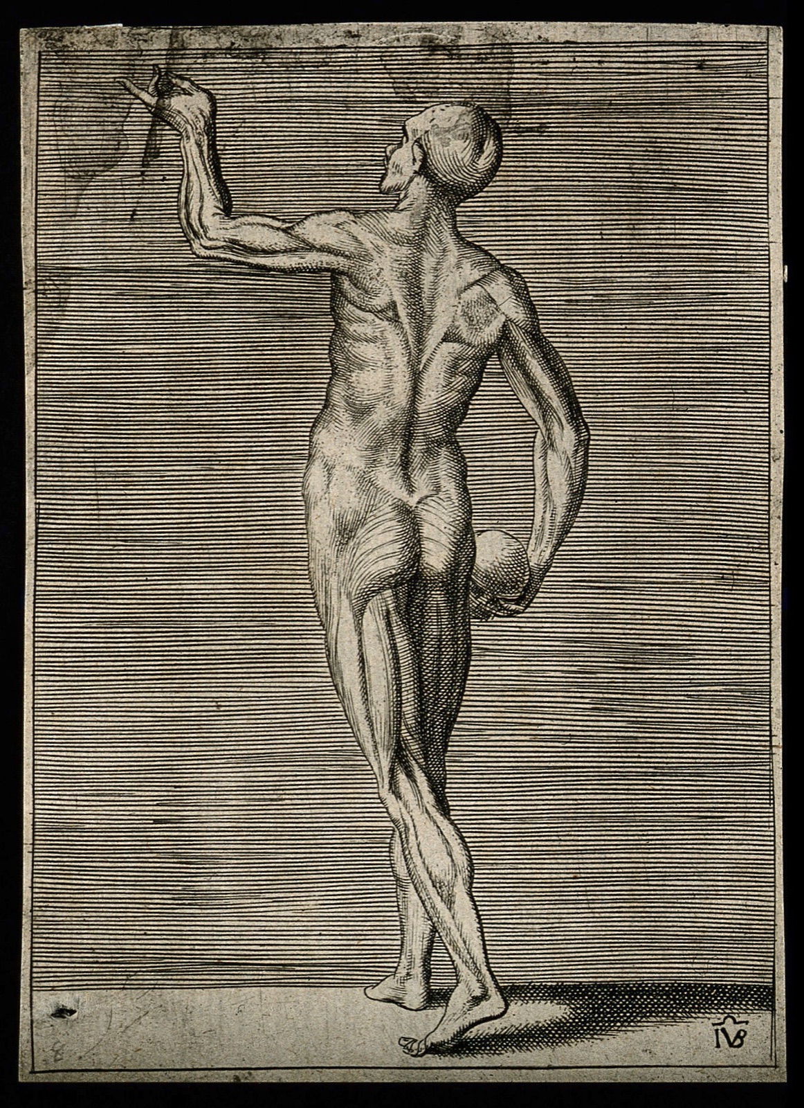 An écorché figure seen from the back, holding a skull in his lowered right hand. His left arm is raised with his hand held in a gesture of eloquence. Engraving by G. Bonasone, 155-. — Giulio Bonasone