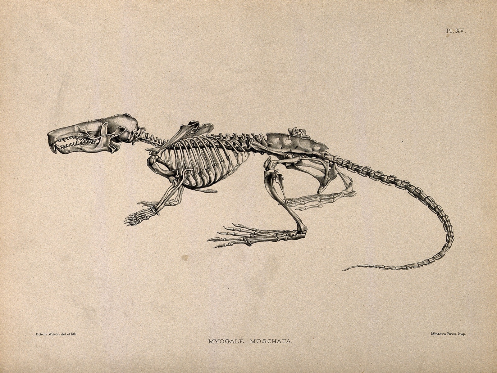 Skeleton of a desman (Myogale Moschata): an amphibious, insectivorous mammal allied to the mole family. Lithograph by E. Wilson, 1880/1900?. — Brookman, F. W.; Wilson, Edwin, 1855-1915.