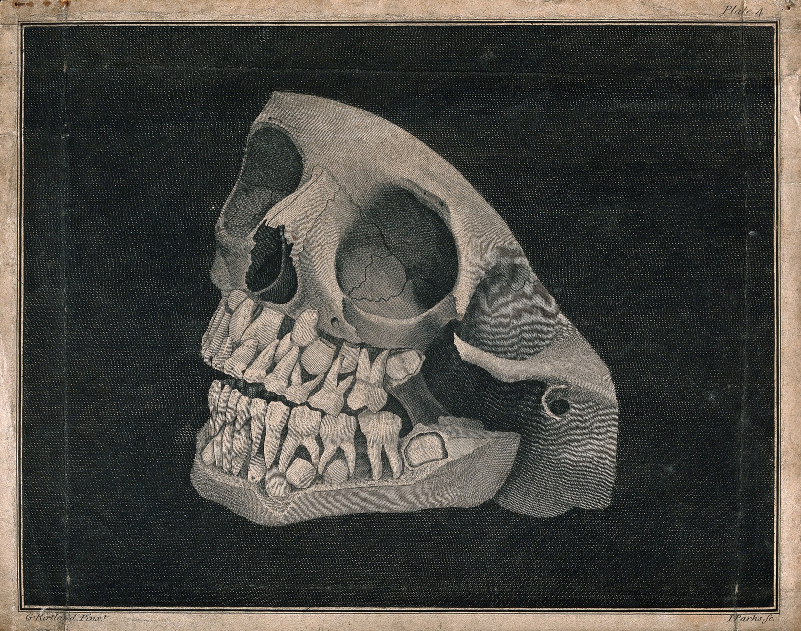 Jaw and part of skull of an animal. Engraving by I. Parks after G. Kirtland, 1805. — Kirtland, George, active 1796-1815.; Parks, I.
