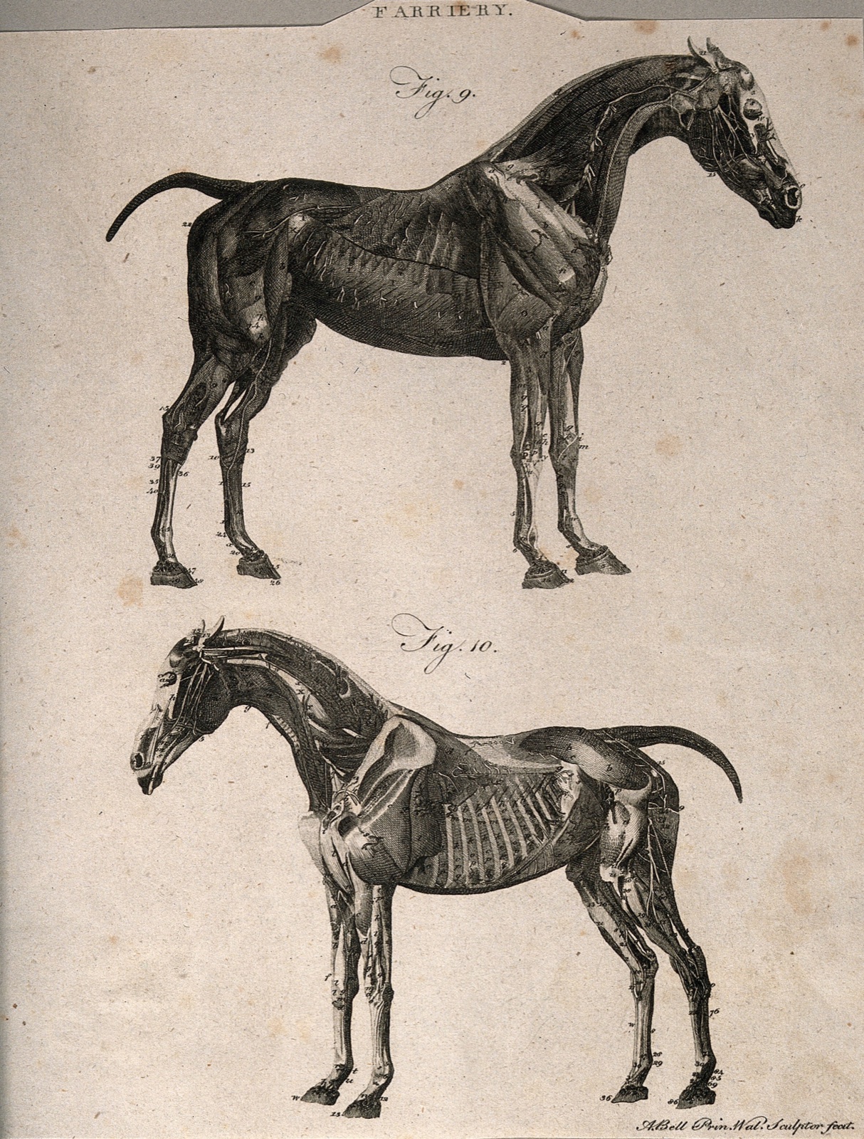 Two écorché horses: left and right side views. Line engraving with etching by A. Bell, 1770/1800?. — Andrew Bell