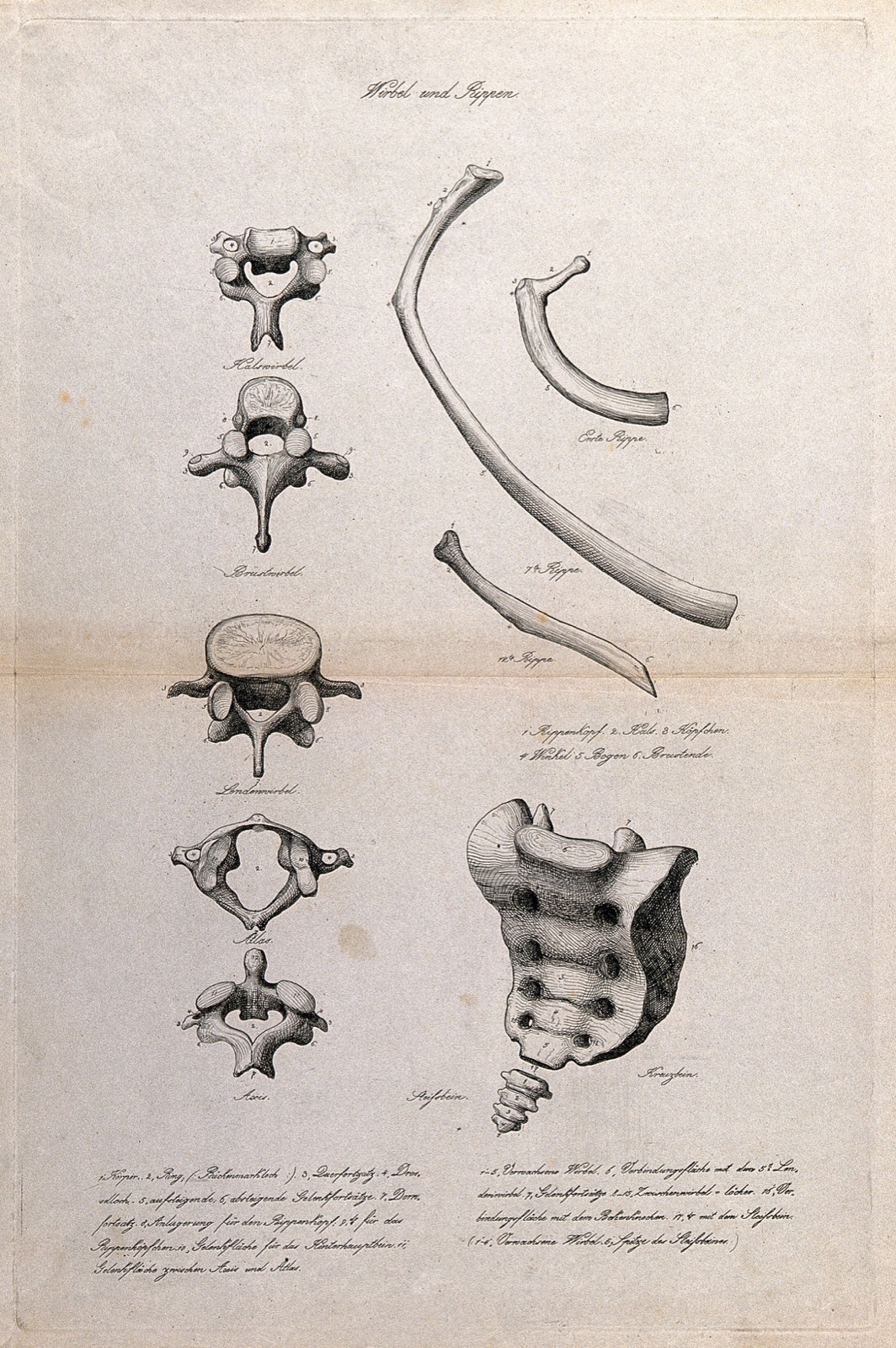 Bones of the spine, ribcage and sacrum: nine figures, including vertebrae, ribs and coccyx. Etching, ca. 1871.