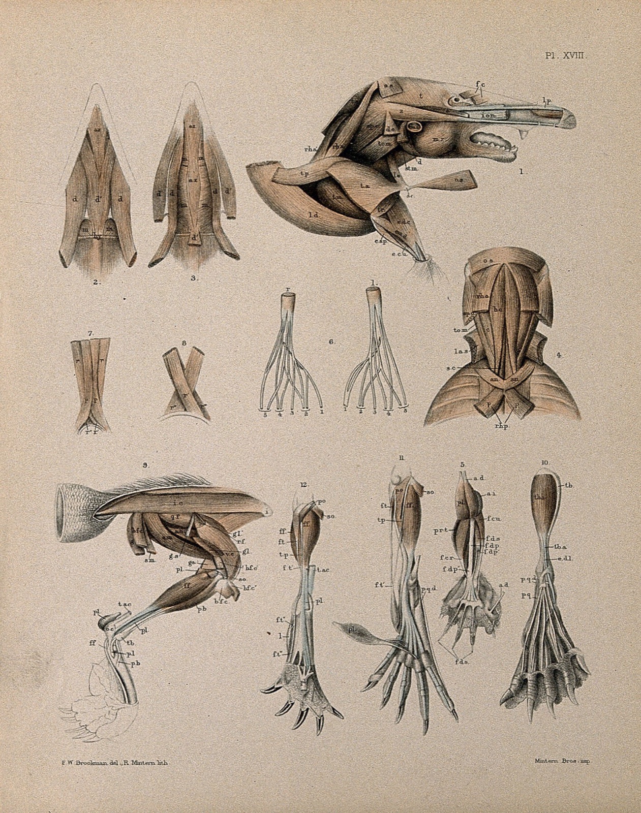 Dissections of a mole: thirteen figures, including the musculature of the head, neck, legs and feet. Lithograph by R. Mintern after F.W. Brookman, 1880/1900?. — Brookman, F. W.; Mintern, R., active 1879-1889.