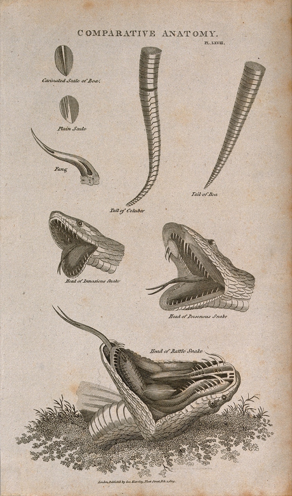 Anatomy of snakes: eight figures, including scales, a fang, the tails of a boa and a columber snake, and the heads of three species, including a rattle snake, all shown with open jaws. Line engraving after a drawing by S. Edwards (?), 1809. — Sydenham Edwards