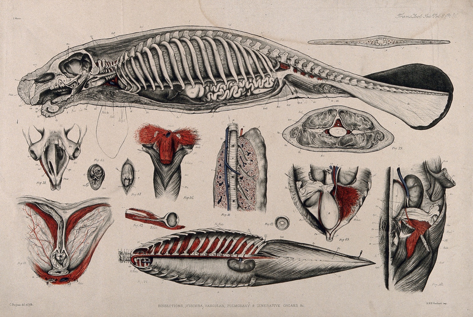 Dissection of a seal (or manatee?): fourteen figures showing the skeleton, internal organs and circulatory system. Lithograph by C. Berjeau, 1872. — Berjeau, C. J.