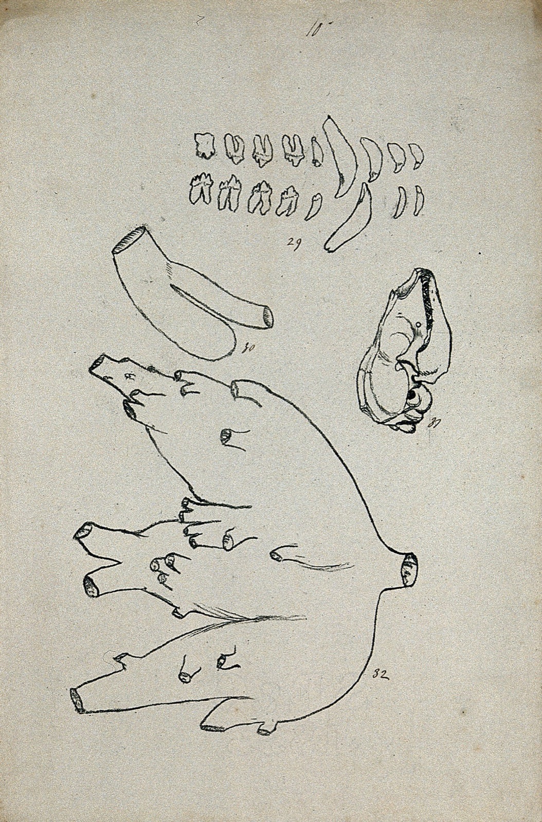 Animal teeth, shown with dissected arteries (?) and a skull. Lithograph by R. Ball (?), 1857. — Ball, R.