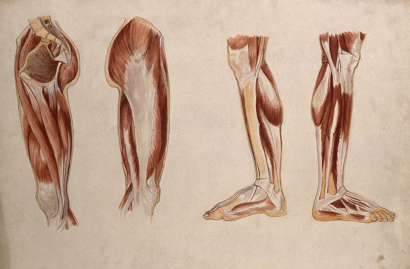 Muscles of the leg and foot: four écorché figures. Watercolour by A. Mongrédien, ca. 1880. — Mongrédien, Adêle.