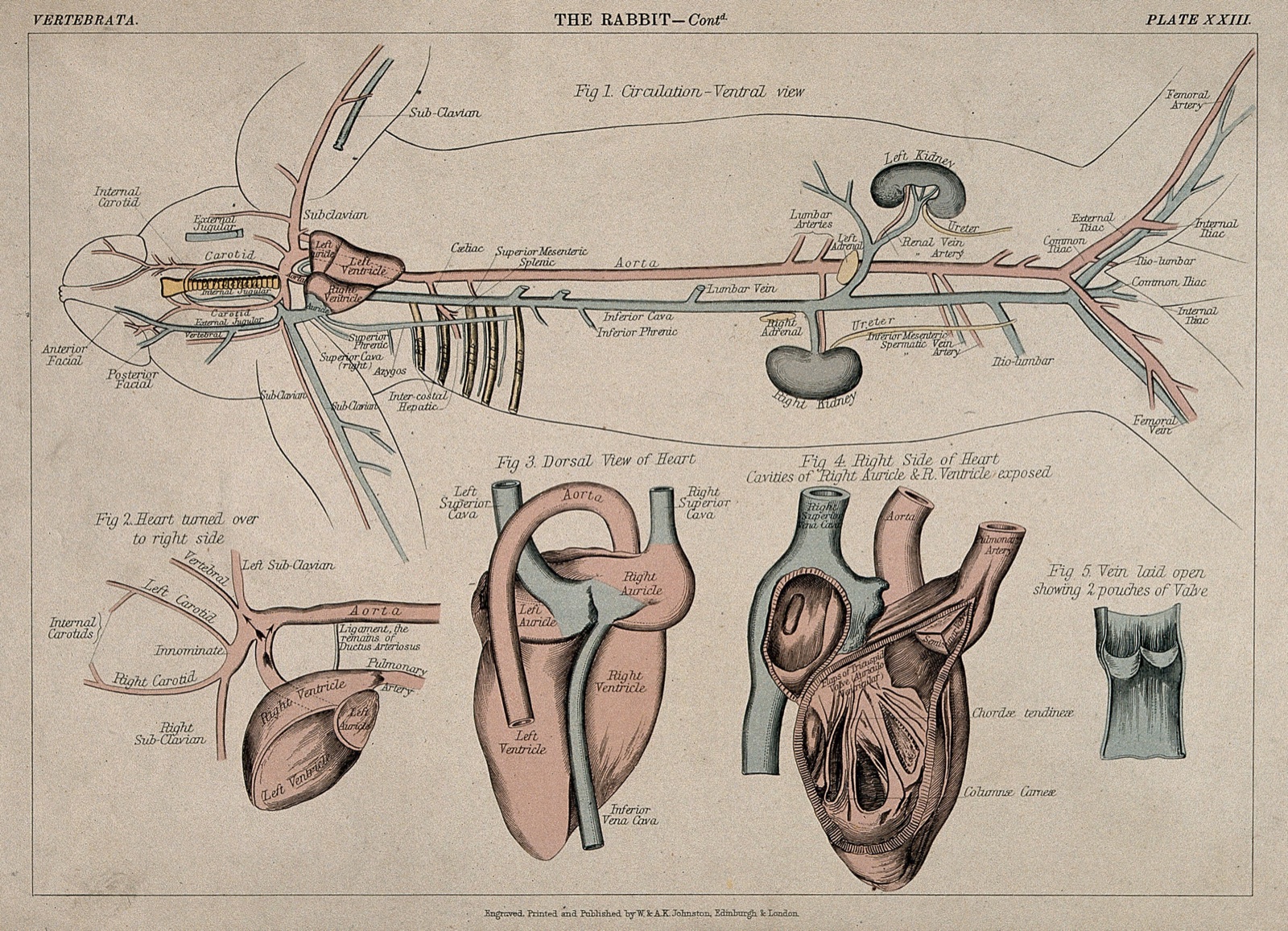 Circulatory system of a rabbit: five figures, including the details of the heart, arteries, major blood vessels, and the valves of a vein. Coloured lithograph by W. & A. K. Johnston, 1860/1880?. — Alexander Keith Johnston