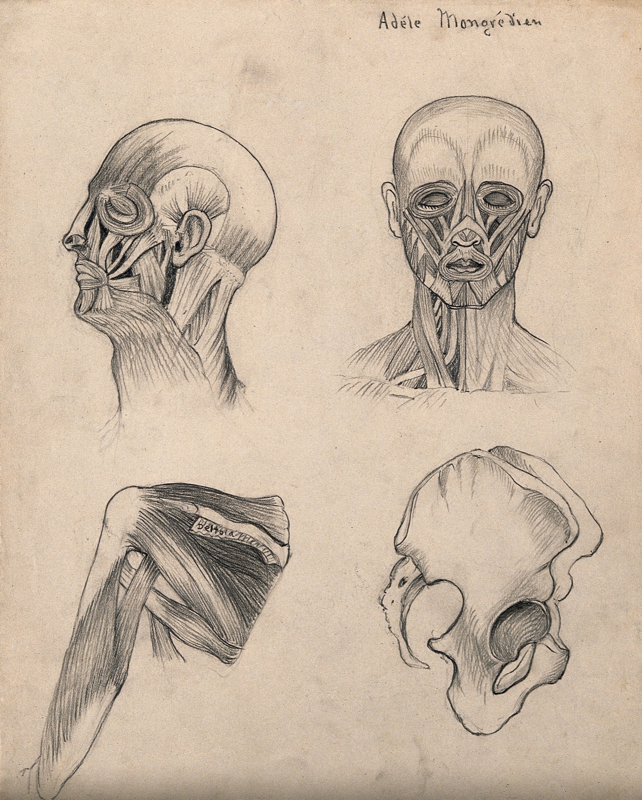 Muscles of the head, face and shoulder, with a side-view of the pelvic bone: four figures. Pencil drawing by A. Mongrédien, ca. 1880. — Mongrédien, Adêle.