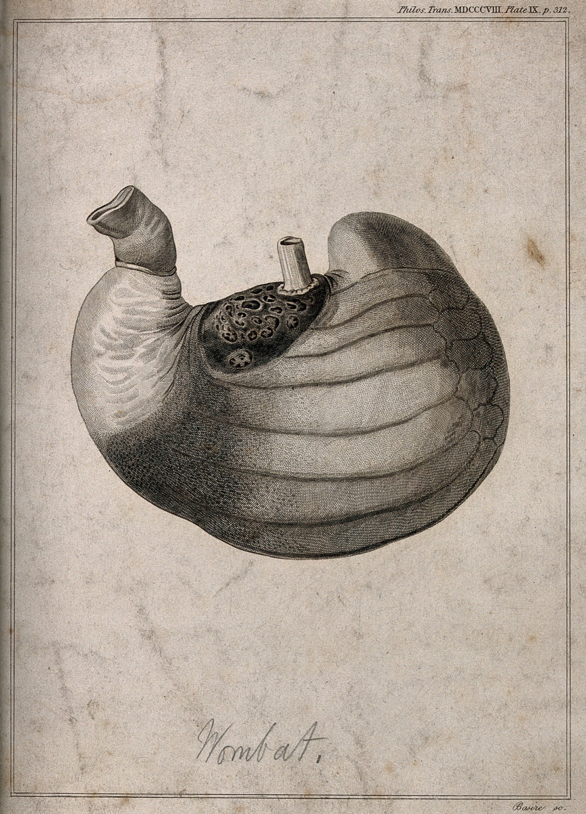 Stomach of a male wombat, shown life-size, turned inside-out, and inflated. Line engraving by J. Basire after W. Clift, 1808. — William Clift; James Basire