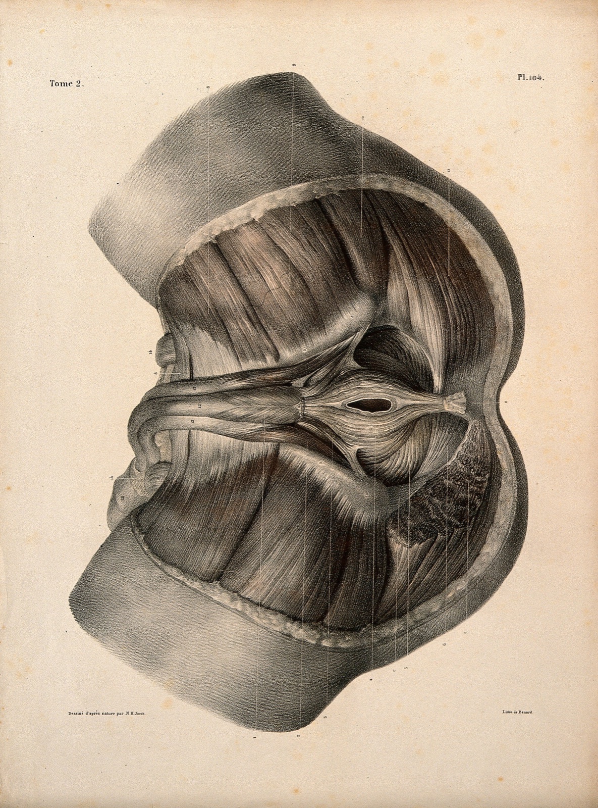 Muscles of the anus: a dissection. Lithograph by N.H Jacob, 1831/1854. — Nicolas-Henri Jacob