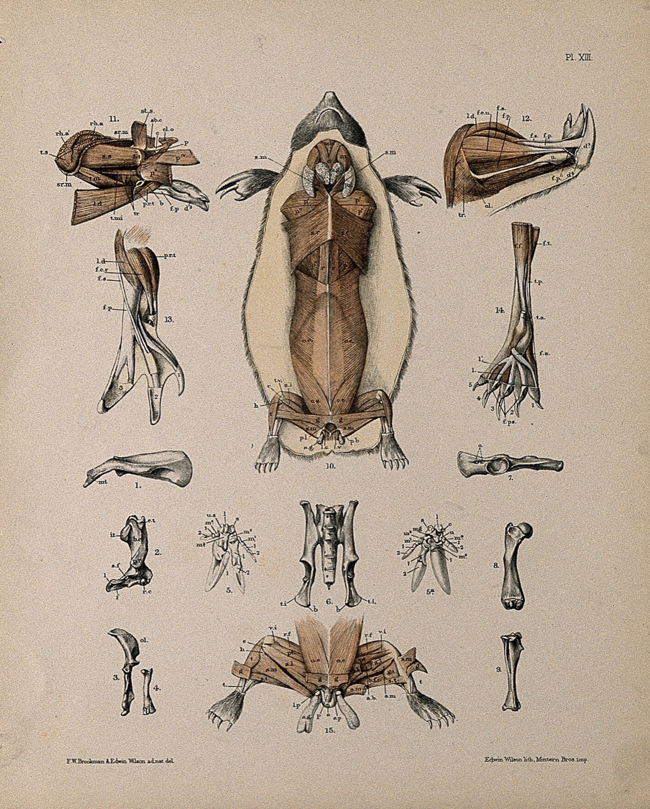 Dissections of a mole: sixteen figures, showing the bones and musculature of the animal. Lithograph by E. Wilson and F.W. Brookman, 1880/1900?. — Brookman, F. W.; Wilson, Edwin, 1855-1915.