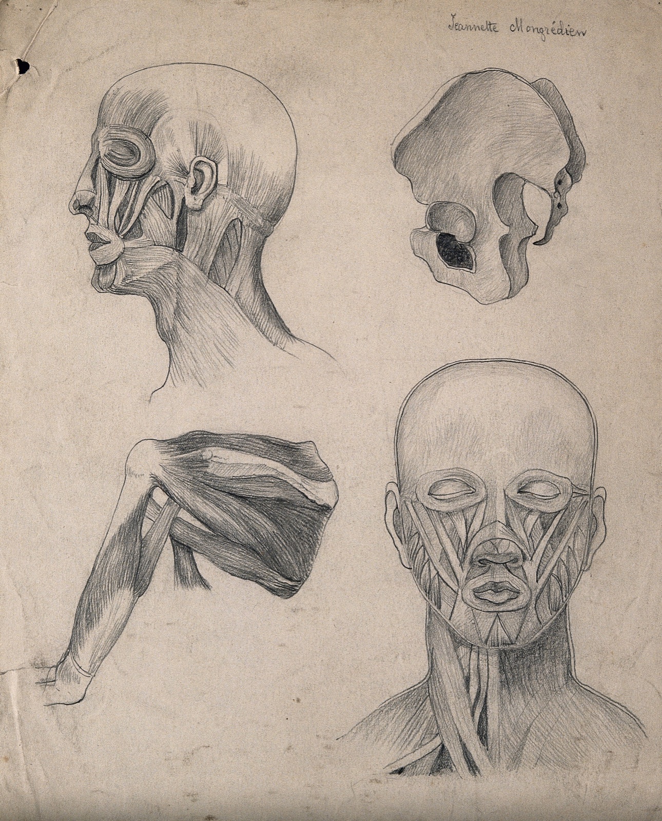 Muscles of the head, face and shoulder, with a side-view of the pelvic bone: four figures. Pencil drawing by J. Mongrédien, ca. 1880. — Mongrédien, Jeannette.