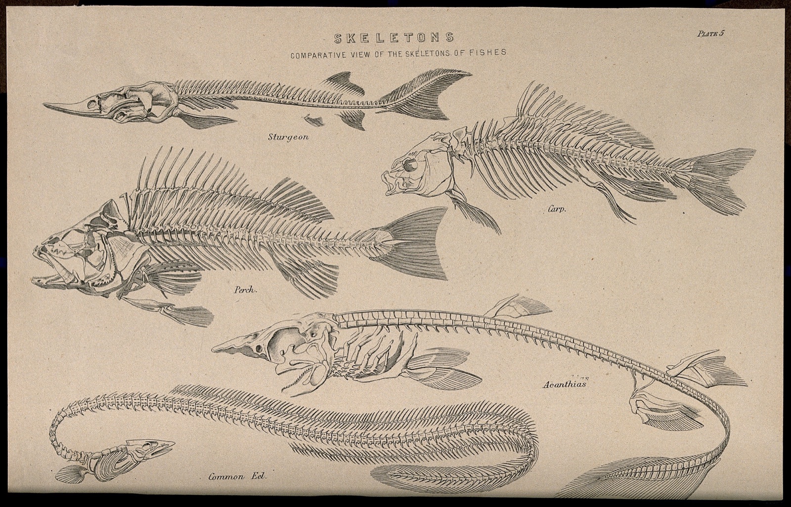 Skeletons of various fish: five figures, illustrating the skeletons of a sturgeon, a carp, a perch, a dogfish and a common eel. Line engraving, 1830/1870?.
